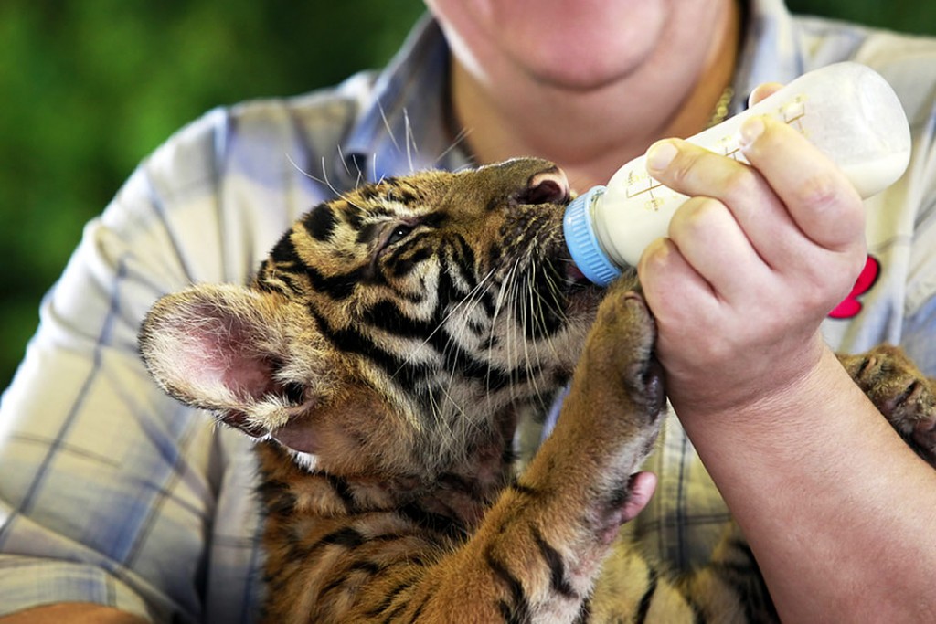 About Pawmetto Solutions Tiger Cub